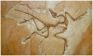 archaeopteryx fossil
