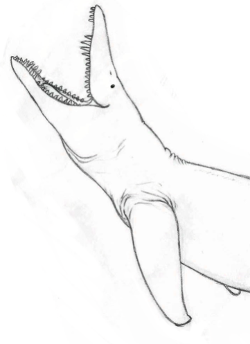 Liopleurodon sketch.