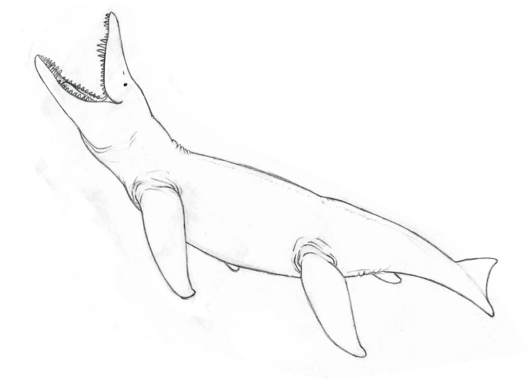 Pliosaurus sketch