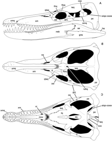 Pliosaurus skull diagram, note the smooth, sloping forehead & shape of the lower mandible. I found this picture by searching the web, but don't know who to credit. Any help there would be great, because I want to give proper credit to whoever illustrated this helpful diagram.