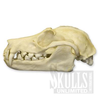 A replica of a fruit bat skull, also known as the flying fox. Image courtesy of skullsunlimited.com