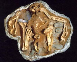 Citipati fossil on eggs. Photo courtesy of Nature (December 1995)