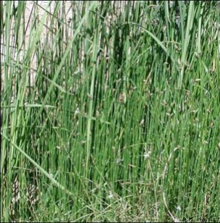 equisetum20may02a