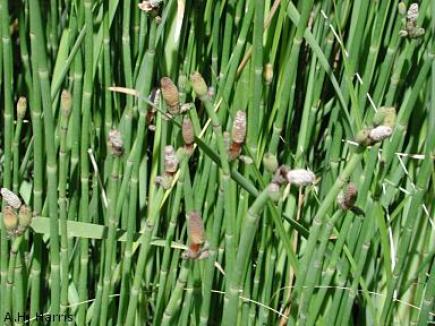 These horsetails were photographed in the Chihuahuan Desert Gardens, Centennial Museum. Images courtesy of A. H. Harris