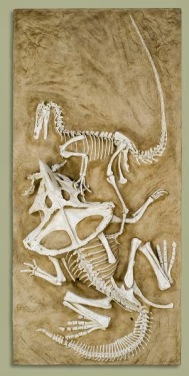Velociraptor vs. Protoceratops (sheep-sized cousin of Triceratops)