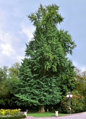 A modern day Ginkgo biloba tree. Wikipedia commons.