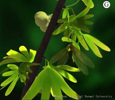 A reconstruction of a Jurassic ginkgo branch. Image courtesy of Wang Chen
