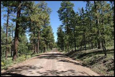 Ponderosa pine trees. These are in the middle of the desert in the southwestern states of the US.
