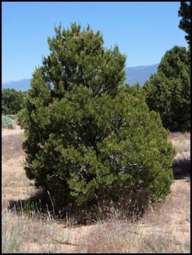 A pinyon pine. Pine nuts would be a tasty treat for any dino I'm sure. :) Images courtesy of in-the-desert.com