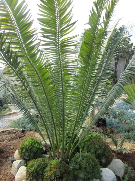 These cycads are grown in a garden, but wild cycads tend to grow in large thickets. They depend on being close to each to reproduce.
