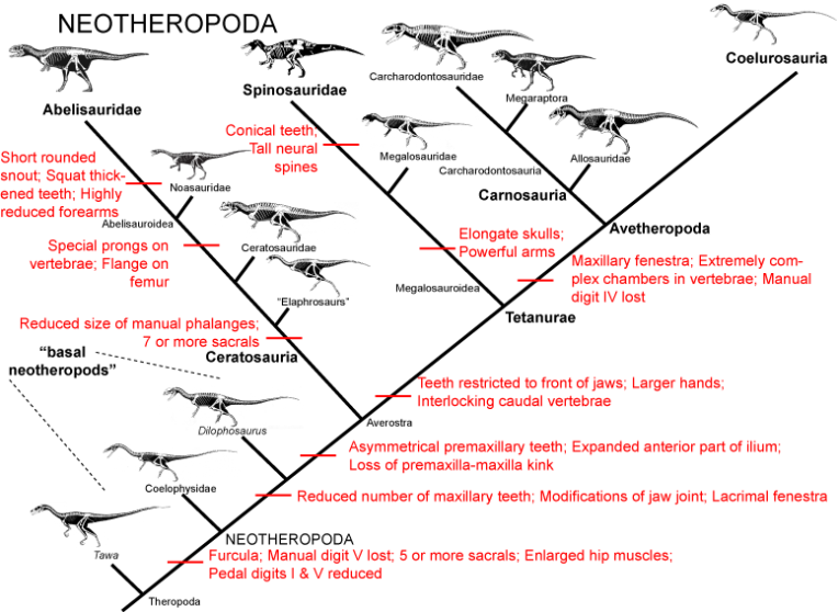 neotheropoda_cladogram