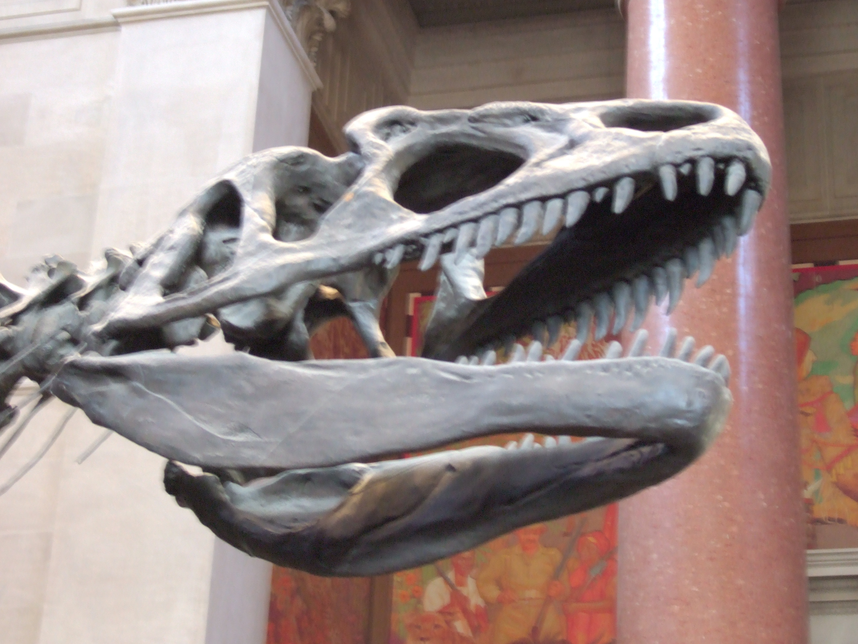 amnh-allosaurus-skull-entrance-hall.jpg