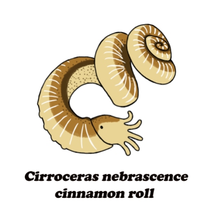 cirroceras cinnamon roll