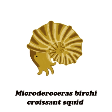microderoceras croissant