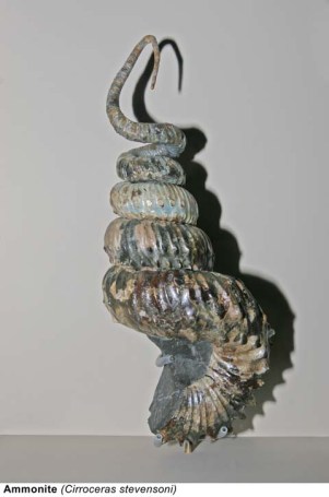 Ammonite (Cirroceras stevensoni)
